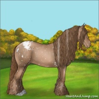 Horse Color:Liver Chestnut Pearl Appaloosa 
