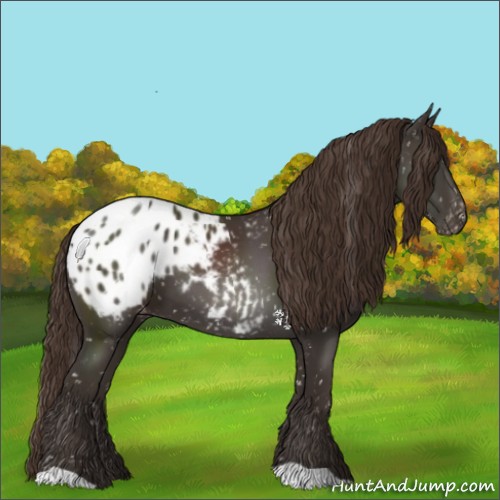 Horse Color:Liver Chestnut Appaloosa
