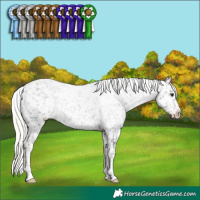 Horse Color:Liver Chestnut Mushroom Appaloosa