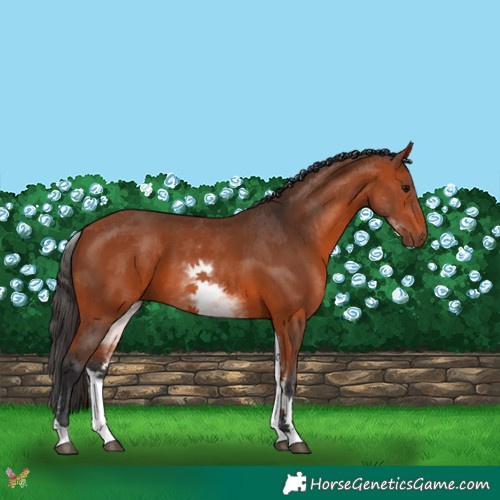 Horse Color:White Spotted Bay 