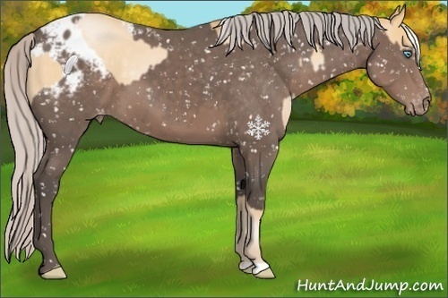 Horse Color:Silver Buckskin Pearl  and Silver Black Appaloosa 