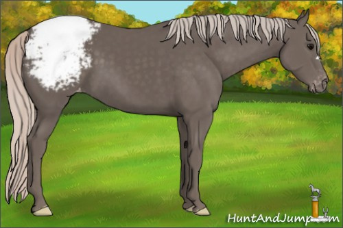 Horse Color:Silver Black Snowcap
