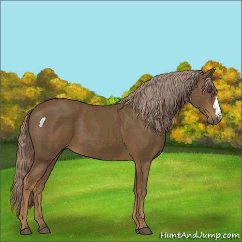 Horse Color:Chocolate Palomino