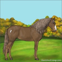 Horse Color:Chocolate Palomino 