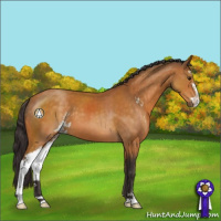 Horse Color:Buckskin Sabino 