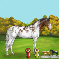 Horse Color:White Spotted Silver Brown Appaloosa 