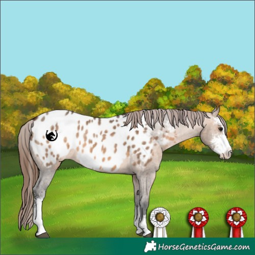 Horse Color:Brown Dun Sabino Appaloosa 