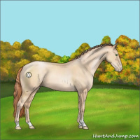 Horse Color:Classic Champagne Pearl Sabino 