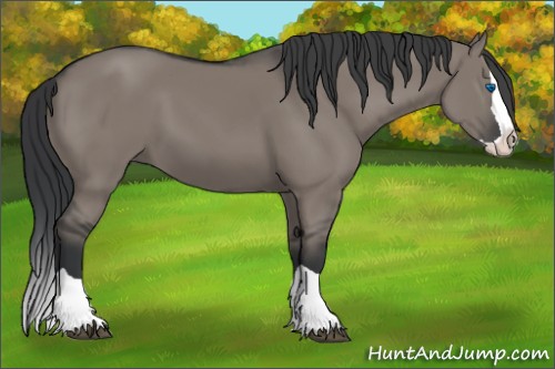 Horse Color:Grullo Splash 