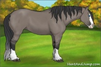 Horse Color:Grullo Splash 