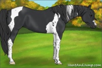 Horse Color:Black Tobiano 