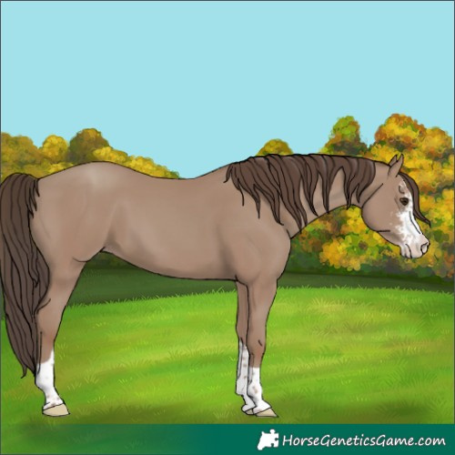 Horse Color:Classic Champagne Sabino Tobiano 