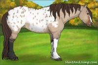 Horse Color:Bay Dun Appaloosa 