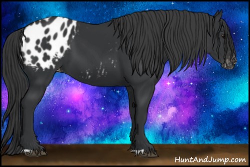 Horse Color:Black Appaloosa 