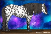 Horse Color:Grullo Appaloosa 