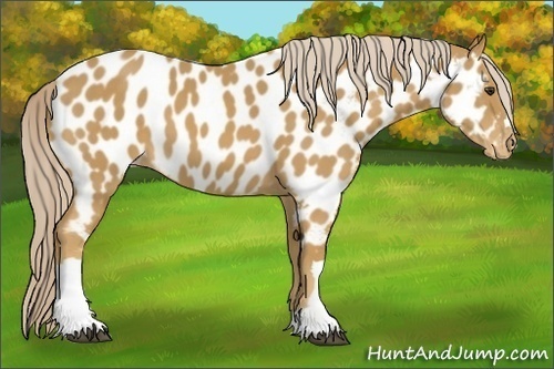 Horse Color:Palomino Near Leopard 