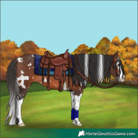 Horse Color:White Spotted Brown Splash Rabicano 