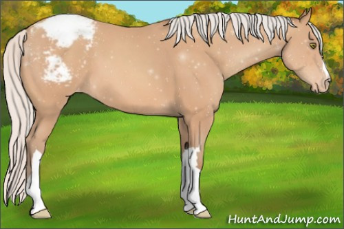 Horse Color:Silver Amber Champagne Appaloosa 