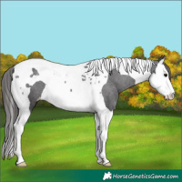 Horse Color:Black Splash Tobiano Varnish 