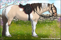 Horse Color:Bay Dun Tobiano 