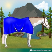 Horse Color:Red Dun Splash 