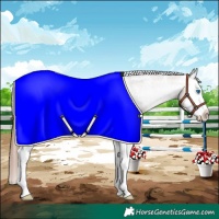 Horse Color:White Spotted Bay Dun Splash Appaloosa 