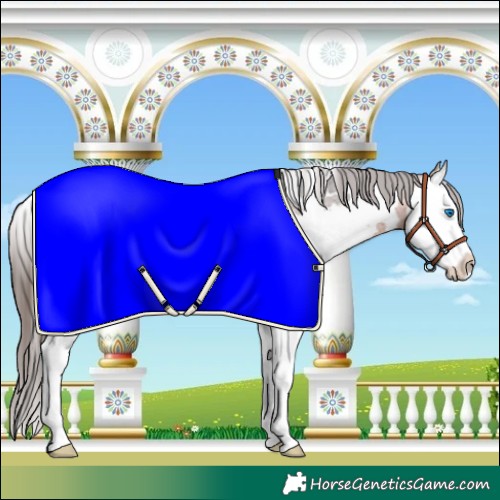Horse Color:White Spotted Bay Splash Appaloosa 