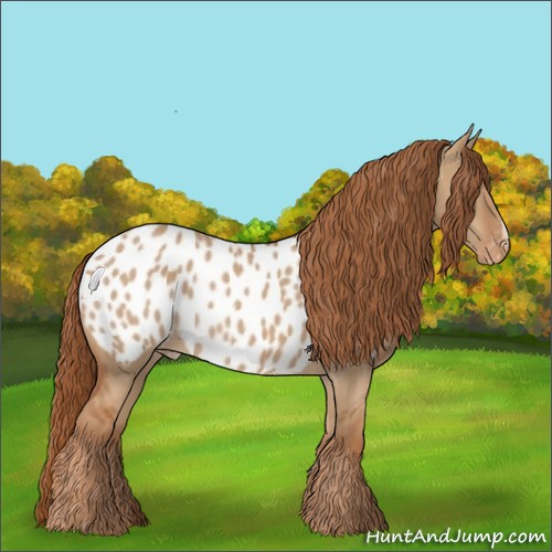 Horse Color:Red Dun Appaloosa 