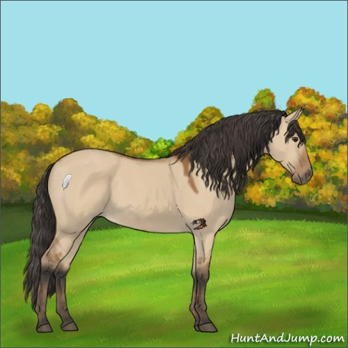 Horse Color:Bay Dun