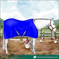 Horse Color:White Spotted Bay Splash Appaloosa