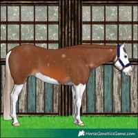 Horse Color:Chestnut Splash 