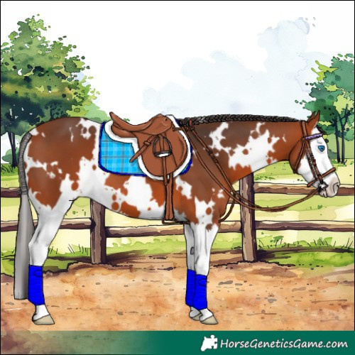 Horse Color:White Spotted Bay Splash 