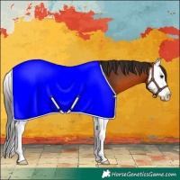 Horse Color:Bay Splash 