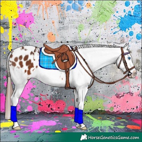 Horse Color:White Spotted Bay Splash Appaloosa 