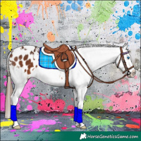 Horse Color:White Spotted Bay Splash Appaloosa 