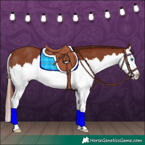 Horse Color:White Spotted Chestnut Splash Rabicano 