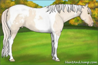 Horse Color:Silver Classic Champagne Dun Tobiano Varnish 