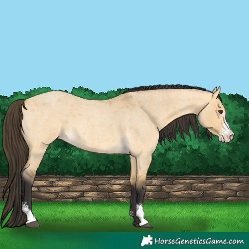 Horse Color:Buckskin Roan Dun Sabino 