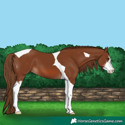Horse Color:Chestnut Sabino Tobiano 
