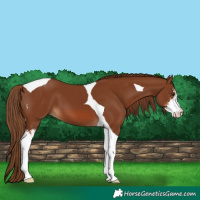 Horse Color:Chestnut Sabino Tobiano 