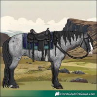 Horse Color:Blue Roan Splash 