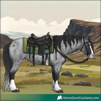 Horse Color:Blue Roan Splash
