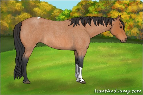 Horse Color:Bay Roan Tobiano 