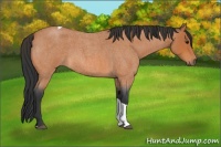 Horse Color:Bay Roan Tobiano