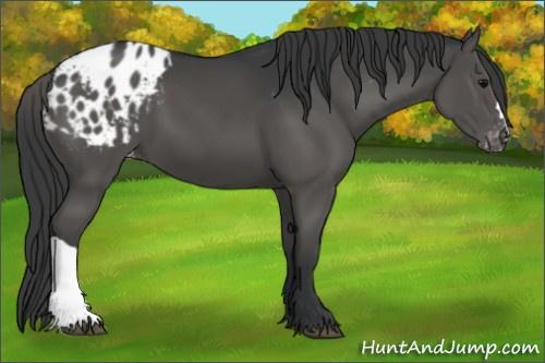 Horse Color:Black Appaloosa 