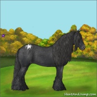 Horse Color:Black Appaloosa Rabicano 