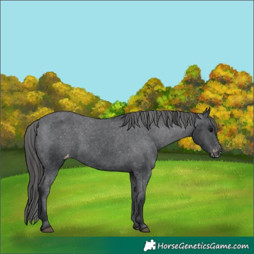 Horse Color:Black Appaloosa