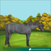 Horse Color:Black Appaloosa 