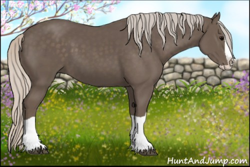 Horse Color:Silver Black Splash 