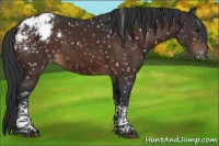 Horse Color:Brown Tobiano Appaloosa
